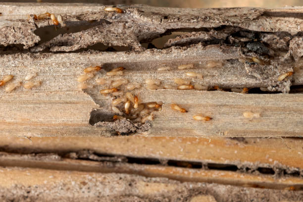 Professional Pest Control in South Temple, PA