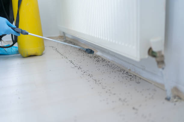 Best Flea Control Services  in South Temple, PA